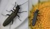 Oedemera sp.